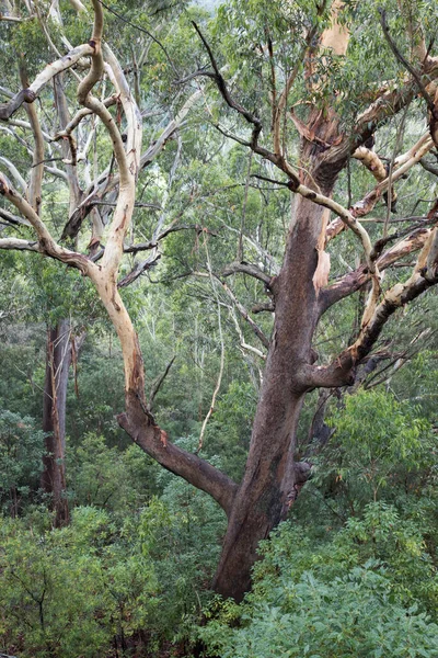 Árbol Distinto Pie Los Arbustos Con Hojas — Foto de Stock