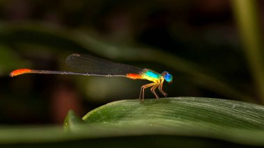 Bir ejderha sineğinin yakın çekimi.