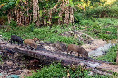 Yaban domuzları ya da domuzlar köprüde yürüyor