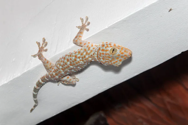 Gros Plan Gecko Sur Mur — Photo