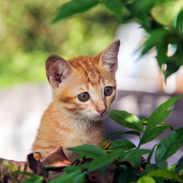 Bir dalda oturan bir kedi yavrusu