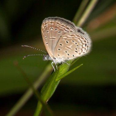 Bir kelebeğin yakın çekimi. 