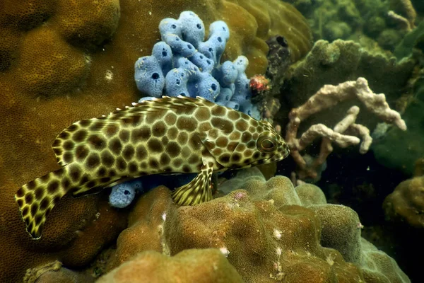 Een Vis Onder Water Met Koraal — Stockfoto
