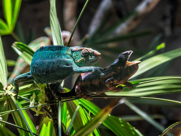 Deux Lézards Grimpant Sur Autre — Photo