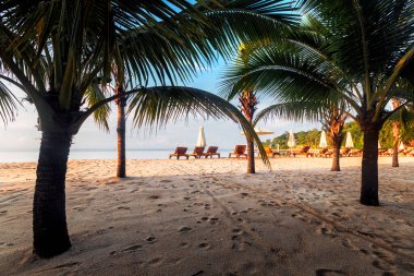 Palmiyeli bir sahil.