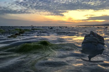 Bir su ve yosun kütlesinin üzerinde gün batımı.