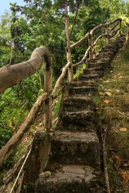 Ormanda merdivenleri olan büyük bir ağaç.