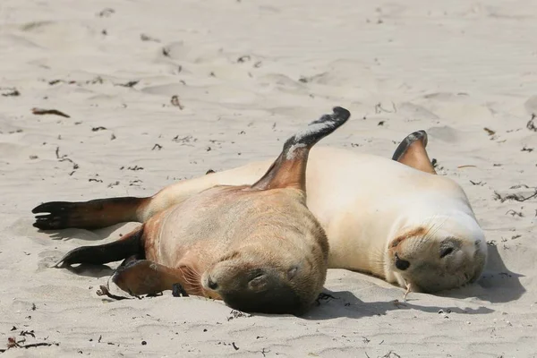 Phoque Couché Dans Sable Sur Une Plage — Photo