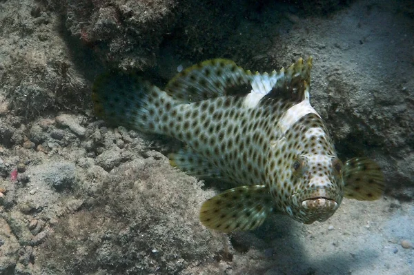 Primo Piano Pesce Sotto Acqua — Foto Stock