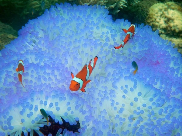 Een Groep Nemo Vissen Het Water — Stockfoto