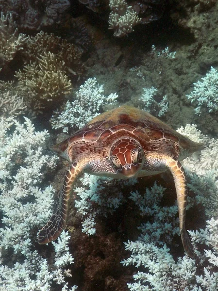 Gros Plan Une Tortue Dans Eau — Photo