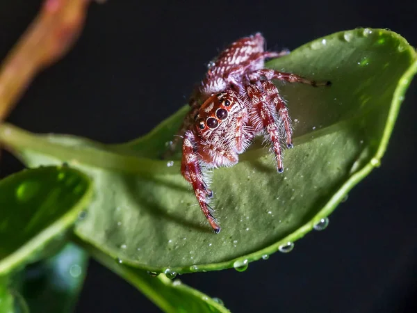 cute jumping spider on green leaf
