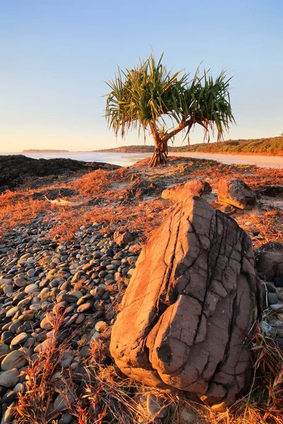 Światło Słoneczne Skałach Drzewa Wybrzeżu — Zdjęcie stockowe