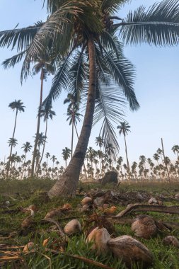 Vanuatu 'da bir tarlada palmiyeler ve hindistan cevizleri