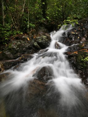 Daintree yağmur ormanında şelale