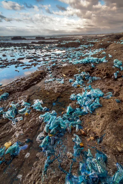 Groupe Bouteilles Bleues Sur Une Plage Rocheuse — Photo