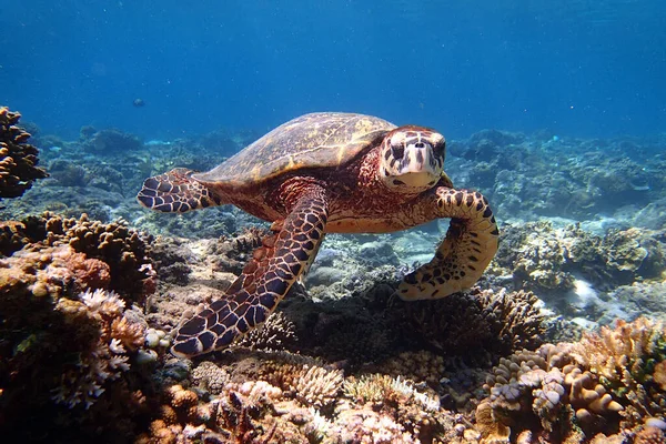 Želva Plavající Pod Vodou — Stock fotografie