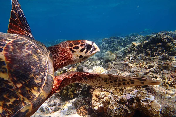 Želva Plavající Pod Vodou — Stock fotografie