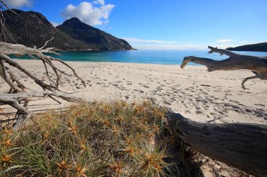 Şarap kadehindeki kumsalda devrilmiş ağaçlar.