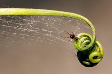 Örümcek ağıyla kıvırcık yaprak üzerinde örümcek ağı