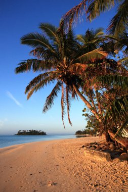 Aşçı adalarında bir su kütlesinin önünde palmiye ağacı olan bir sahil.