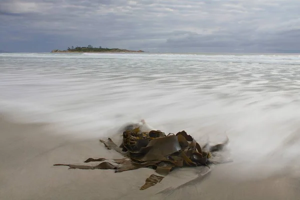 Onda Alghe Sulla Spiaggia Vicino Bicheno Tasmania — Foto Stock