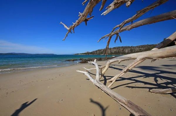 Ágak Strandon Tazmániában — Stock Fotó