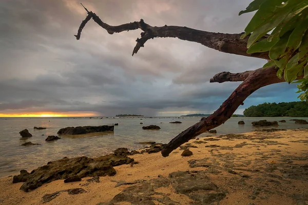 Дерево Рядом Водоёмом Острове Санто Вануату — стоковое фото