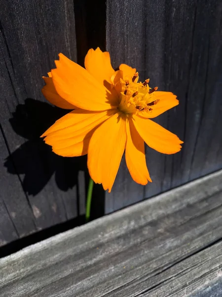 Flor Laranja Contra Uma Cerca Madeira Luz Solar — Fotografia de Stock