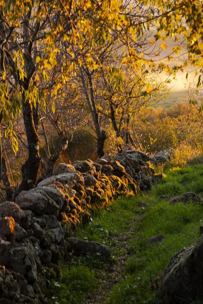 石垣の苔には秋の光が反射した小さな道 — ストック写真