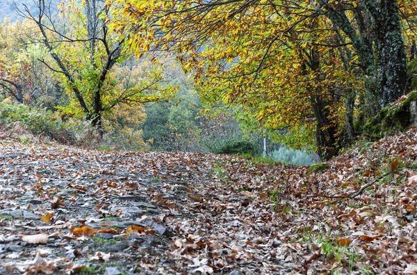 秋の栗とオークの森の道 ハーヴスの魔法の秋 エストレマドゥーラ州 — ストック写真