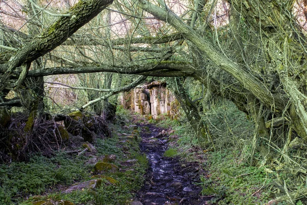 Chemin Terre Dans Galerie Des Arbres Avec Mousse Avec Des — Photo