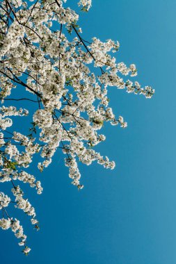 Baharda mavi gökyüzü ile beyaz kiraz çiçekleri dalları