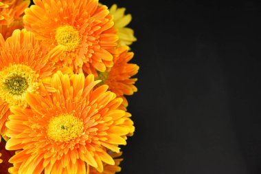 Kopya yapıştırıcı için siyah arkaplanda turuncu afrika papatyası