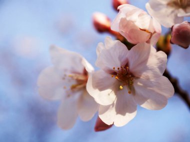 Jerte Vadisi 'nde kiraz çiçeği