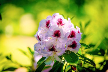Baharda kırmızı renkli beyaz kır çiçekleri