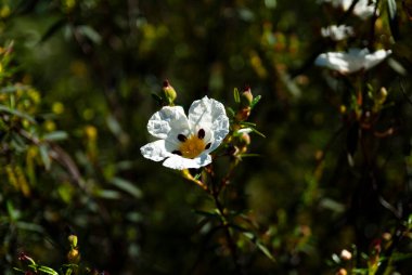Extremadura 'da Kayalık Gül Çiçeği (Cistus ladanifer)
