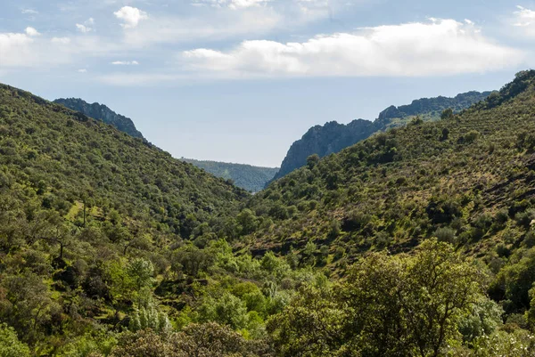 Widok Śródziemnomorski Las Dębami Skalnymi Korkowymi Dębami Estremadurze — Zdjęcie stockowe