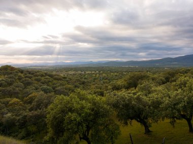 Yatay Baharda Extremadura 'da Dehesa manzarası
