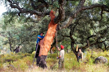 Extremadura, Saca del Corcho 'daki mantarı dehesa' dan çıkarıyorlar.