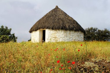 Extremadura 'daki gelincik tarlasında sazdan çatılı çobanların kulübesi