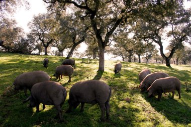 Montanera 'da gün batımında Extremadura otlağında İber domuzları sürüsü.