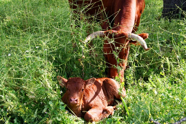Young Red Colored Calf Watched Its Mother Lying Tall Grass — Stock Photo, Image