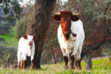 İnek ve buzağı, beyaz ve kahverengi Extremadura 'nın otlaklarında birlikte otluyor.