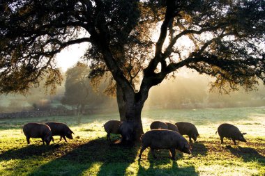 Montanera 'daki domuzlar Extremadura' daki Dehesa 'da şafakta meşe palamudu yiyorlar.