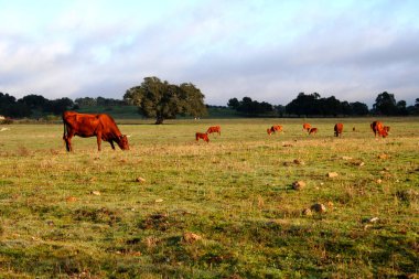 Gün batımında Extremadura 'nın otlağında otlayan kızıl inekler.