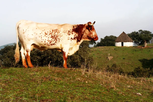 Red White Halter Cow Grazing Pasture Extremadura Sunset Shepherds Hut — Stock Photo, Image