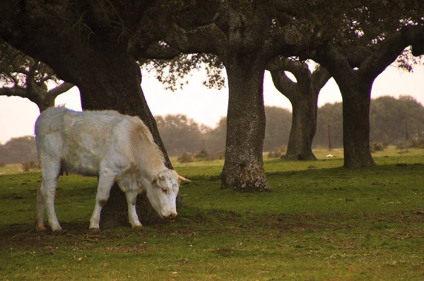 Bezerro Branco Pastando Pôr Sol Dehesa Extremadura — Fotografia de Stock