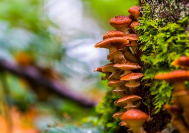 Armillaria ostoyae mantarı sonbaharda liken ve yosun ile ağaç gövdesinin yanında.