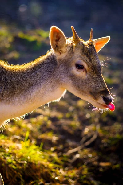 Detail Head Young Deer Its Horns Sticking Out Dawn Light — Stock Photo, Image